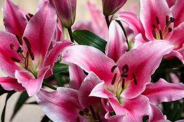 Fototapeta na wymiar Close-up bouquet of pink lilies 