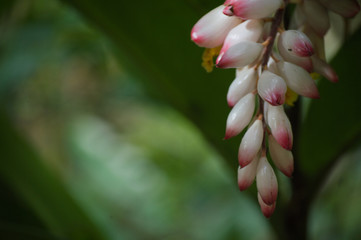 Plante blanche avec bout rouge