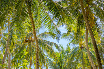 Fototapeta premium Palm trees against blue sky. Palm trees at tropical coast, bright toned colors, coconut tree, summer landscape. Exotic nature background, tropical natural environment