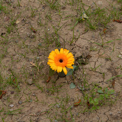 gerbera auf trockener erde