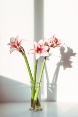 Pink Amaryllis flowers in glass vase.