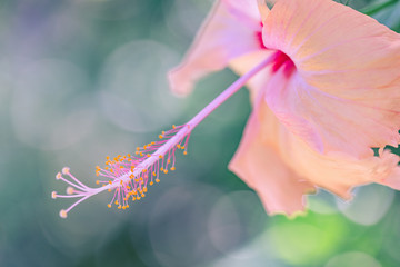 Perfect tropical nature macro background for exotic summer background. Bright pink hibiscus floral backdrop flowers and soft green blur relaxing moody closeup background