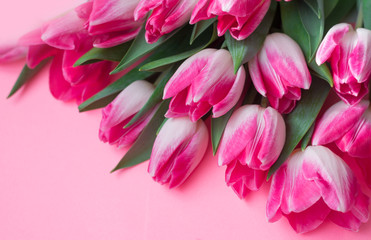 Tulips on a pink background with space for text