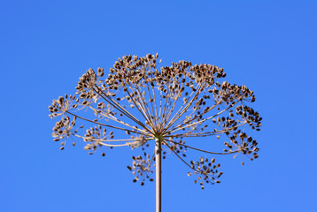 Fennel on the sky background