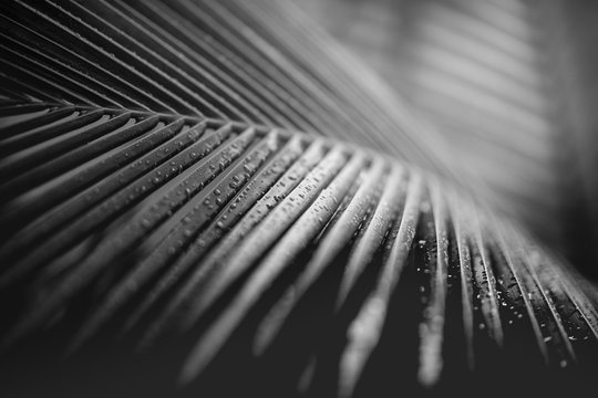 Artistic black and white concept of palm leaves with rain drops and soft sunset sunlight, bright dramatic nature with copy space. Black and white palm leaves