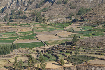 Fototapeta na wymiar Highlands Peru Andes. Farming. Smal terrace. 