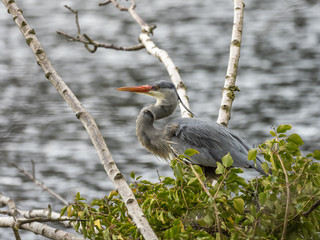 Grey Heron (ardea cinerea ) iin a Tree