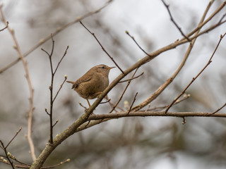 Wren on a Tree Branch