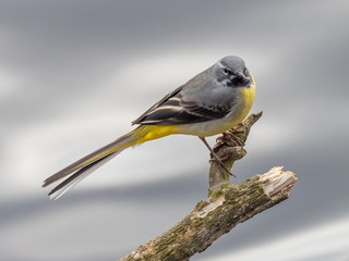 Grey wagtail (Motacilla cinerea) on  a Stick