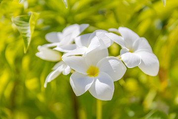 Macro of beautiful nature plumeria flower botanic