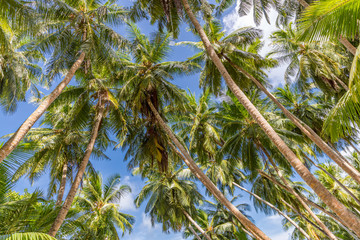 Fototapeta premium Beautiful coconut palm tree on blue sky. Tropical nature pattern
