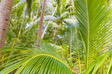 Tropical islands nature, green jungle with palm leaves green background