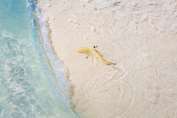 Baby black tip reef shark swimming close to the shore in shallow waters above white sand in the...