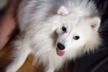 Fototapeta premium White Japanese Spitz with his tongue hanging out