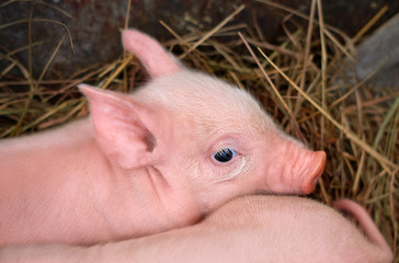 Little pink piglets lie on the hay © Artcomma