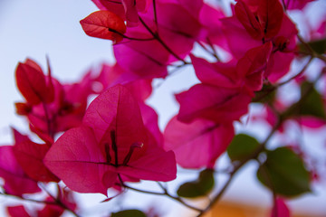 Blooming bougainvillea flowers background. Bright pink magenta bougainvillea flowers as a floral background. Bougainvillea flowers texture and background. Close-up view Bougainvillea tree with flowers
