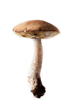 Boletus mushroom (L&eacute;ccinum sc&aacute;brum) - autumn harvest of wild mushroom on the light background