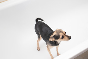 Cute unhappy dog bathes. Stands in the bathroom in, wants to get out