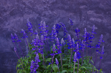 Beautiful small blue salvia flowers with black wall background