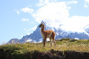 Baby guanaco in Torres del Paine