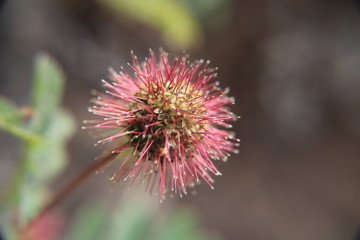 Chillean pink flower