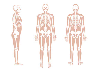 Human man skeleton anatomy