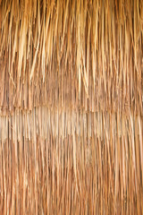 Dried brown grass background, decorate to be wallpaper