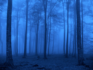 azul bosque árboles niebla IMG_4134-as20