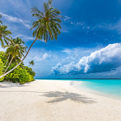 Luxury beach landscape, tropical nature pattern. Amazing palm trees over white sand with blue sky. Idyllic beach nature, inspirational view for summer vacation or holiday concept