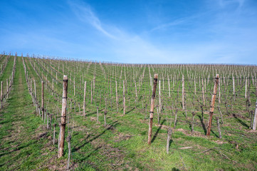 Fototapeta na wymiar Am Hang eines Weinberges im Frühjahr vor der Saison bei blauem Himmel