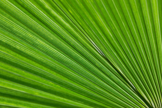 Palm leaves bright green background. Tropical nature pattern