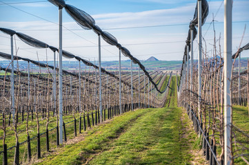 Obstbau im Mansfelder Land mit charakteristischer Abraumhalde am Horizont