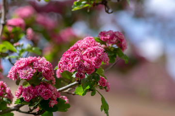 Crataegus laevigata cultivar pauls scarlet bright pink flowering tree, group of beautiful springtime flowers in bloom