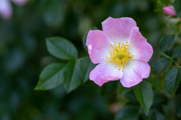 Dog rose Rosa canina light pink flowers in bloom on branches, beautiful wild flowering shrub