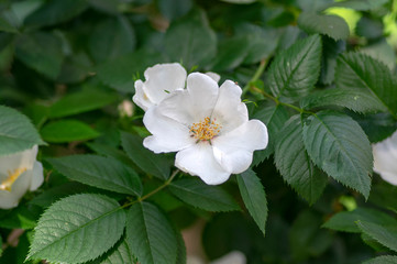 Dog rose Rosa canina corymbifera white flowers in bloom on branches, beautiful wild flowering shrub