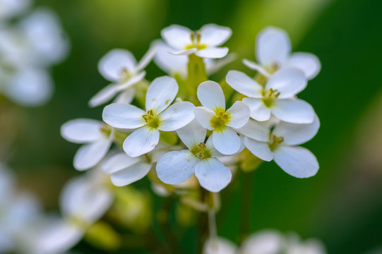Arabis caucasica white flowering plant, group of springtime flowers in bloom