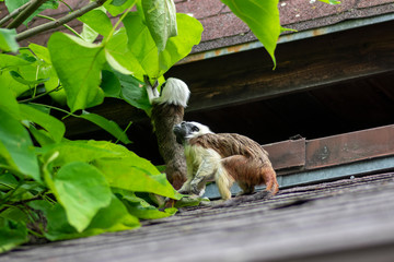 Saguinus oedipus cotton-top tamarin animal on rooftop, one of the smallest primates playing, very funny monkeys