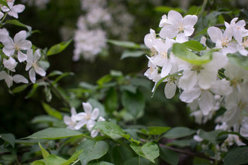 flowering branches of Apple trees in a natural environment. tenderness and light. spring beauty. the Apple tree in its glory. Soft focus