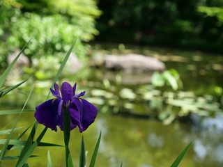 Flowers blooming on the shore of a park pond