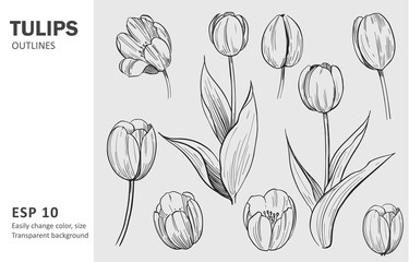 Fototapeta Sketch of tulips. Hand drawn outline converted to vector. Isolated on transparent obraz