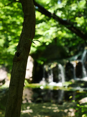 Stream in the park