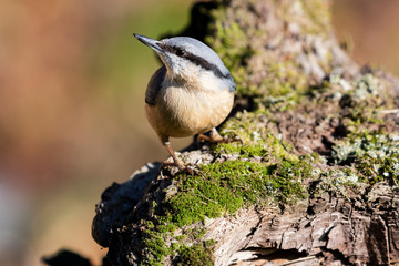 Sitta europaea (Eurasian nuthatch) perched on a mossy trunk.