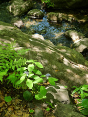 Stream in the park