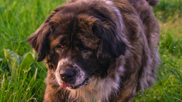 Caucasian shepherd dog while walking on a walk in cabbage grass at sunset