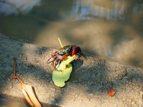 Crab Samae, Sesarma Mederi, Meder's Mangrove Crab