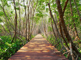 Wooden boardwalk in the mangrove forest