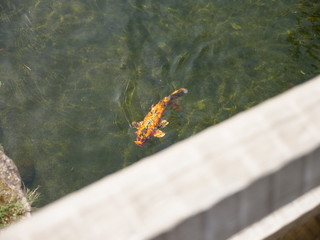 Koi in the pond seen from the bridge