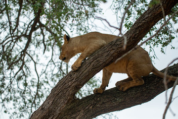 Young female lion climbing into a tree to evade the biting insects in the height of summer.