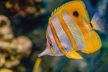 Colorful sea fish and friends, Small life from the sea became the star in aquarium