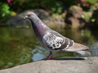 Pigeon by the pond